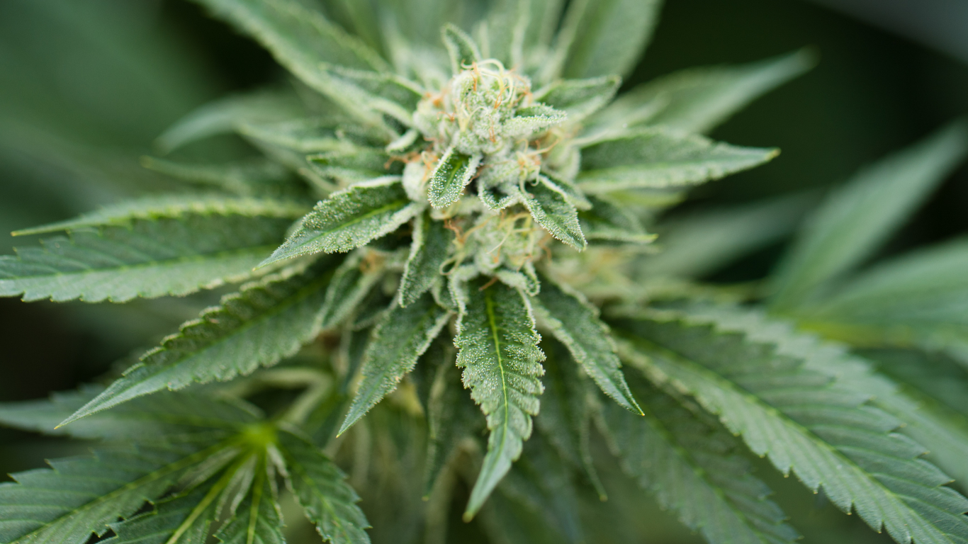 Terpenes and their Effects
