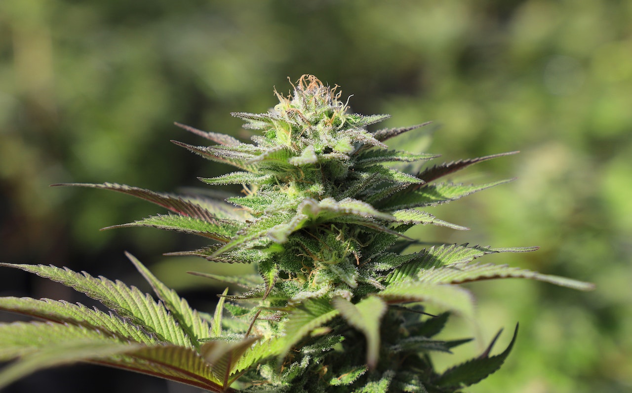 Top Body high strains