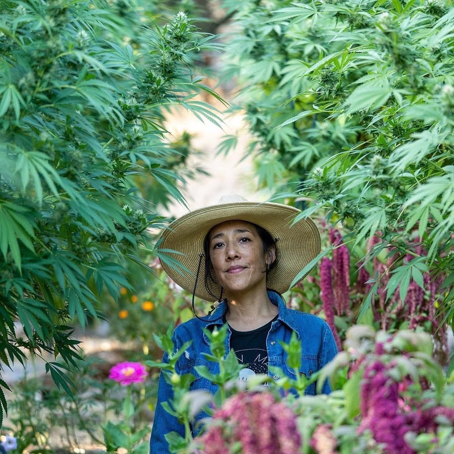Discover Local Gems: JANE Dispensary's Guide to Sonoma County and Northern California's Top Cannabis Farms