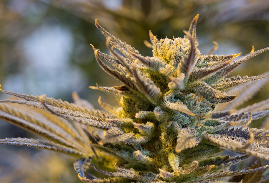 Indica or Sativa for High Blood Pressure | JANE Dispensary